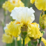 Iris (G) Kissed by the Sun