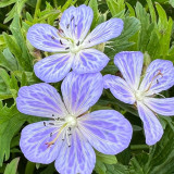 Geranium prat. Mrs Kendall Clark