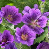 Geranium Blue Blood (potted)