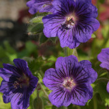 Geranium Blue Blood (potted)