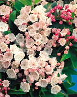 Kalmia latifolia