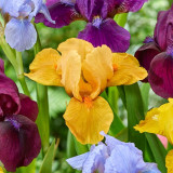 Iris pumila 'Orange Tiger' (Potted)