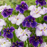 Iris ensata 'Dinner Plate Katy Mendez' (Potted)