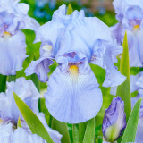 Iris germanica 'Babbling Brook' (Potted)