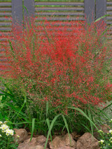 Eragrostis spectabilis
