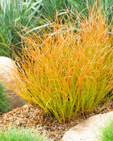 Carex testacea 'Prairie Fire'