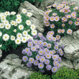 Aster alpinus Mix