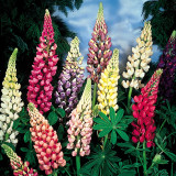 Lupins Russel Mixed 9cm