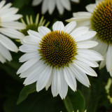 Echinacea purpurea. 'Primadonna White'