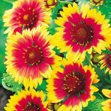 Gaillardia grandiflora 'Kobold'