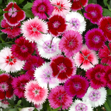 60 Dianthus Festival Mix (Garden Ready)