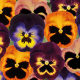 60 Pansy Matrix Northern Lights (Garden Ready)