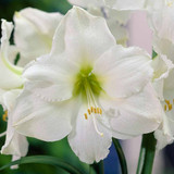 Amaryllis 'Christmas Gift' 30/32cm