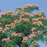 Albizia julibrissin rosea