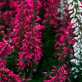 Calluna vulgaris 'Dark Beauty' (Dark Red)