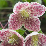 Clematis cirrhosa 'Freckles'