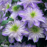 Clematis 'Crystal Fountain'