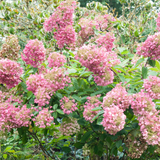 Hydrangea paniculata 'Unique'