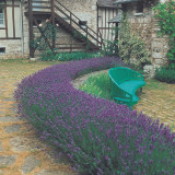 Lavender Munstead (9cm Pot)