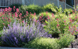 Plants for Drought-Tolerant Displays