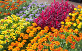 Why Should You Grow Annual Bedding Plants?