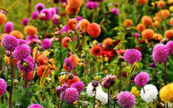 Ask the Expert – Hannah's Dahlia Care Tips