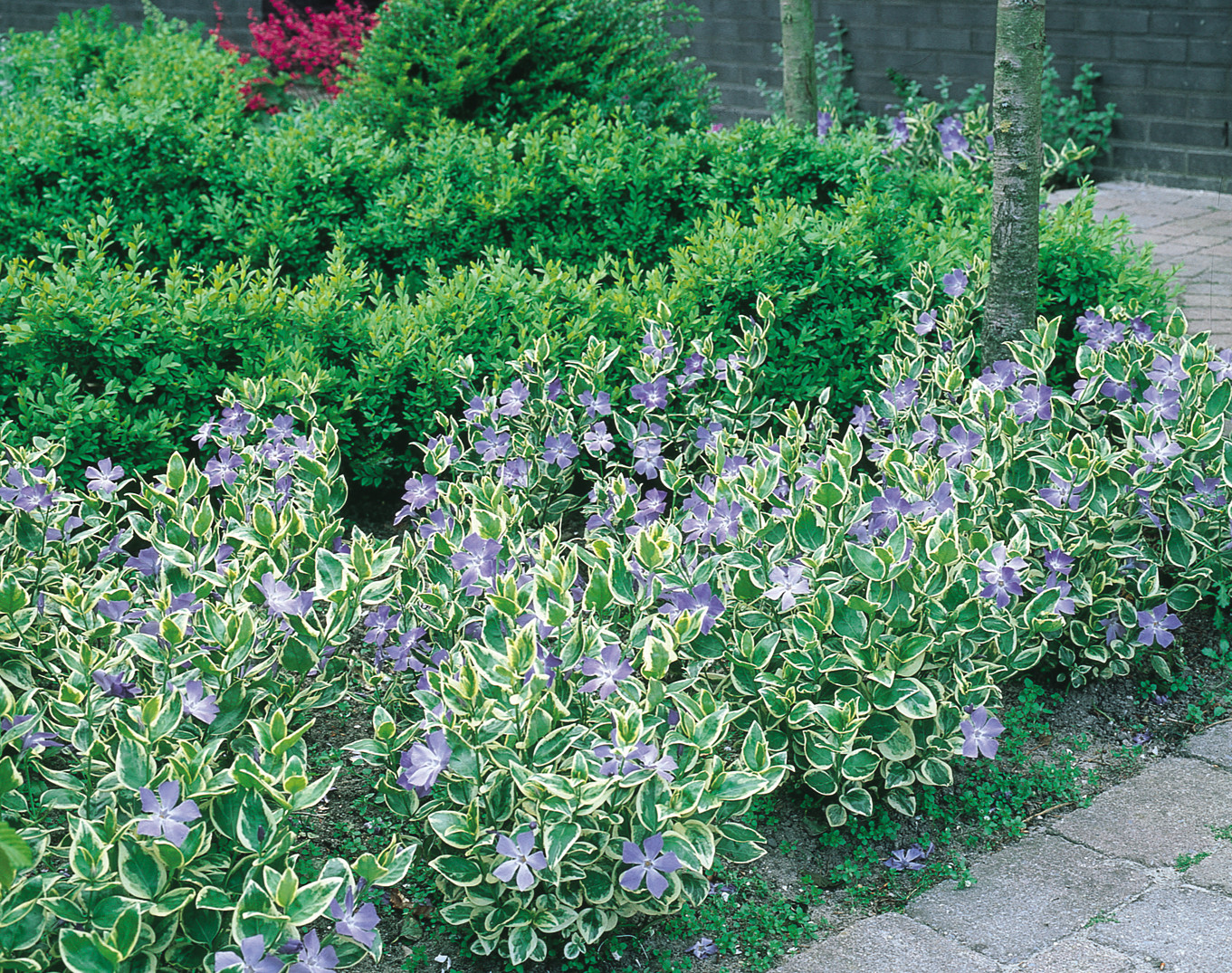 Vinca Major Variegata Plante Exterieur Jardin