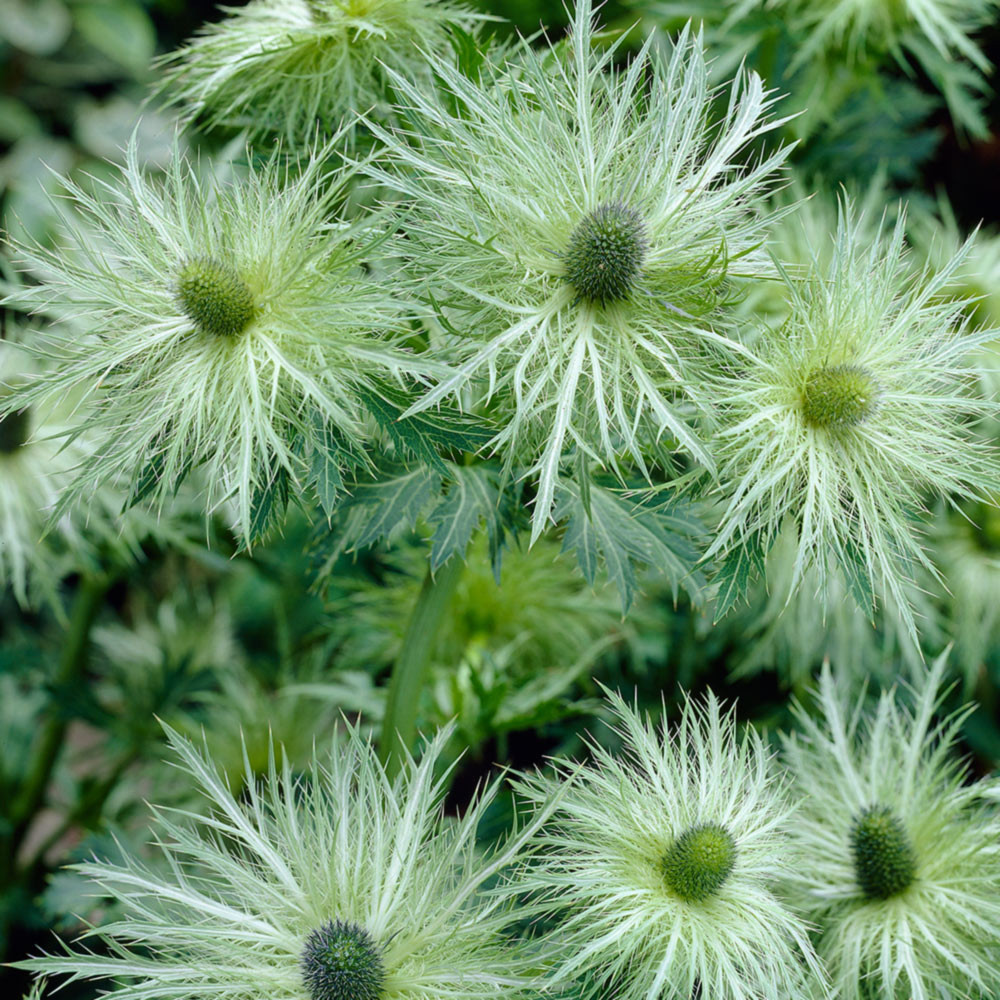 Eryngium Zabelii Donard J Parker Dutch Bulbs (Wholesale) Ltd. (B2B)