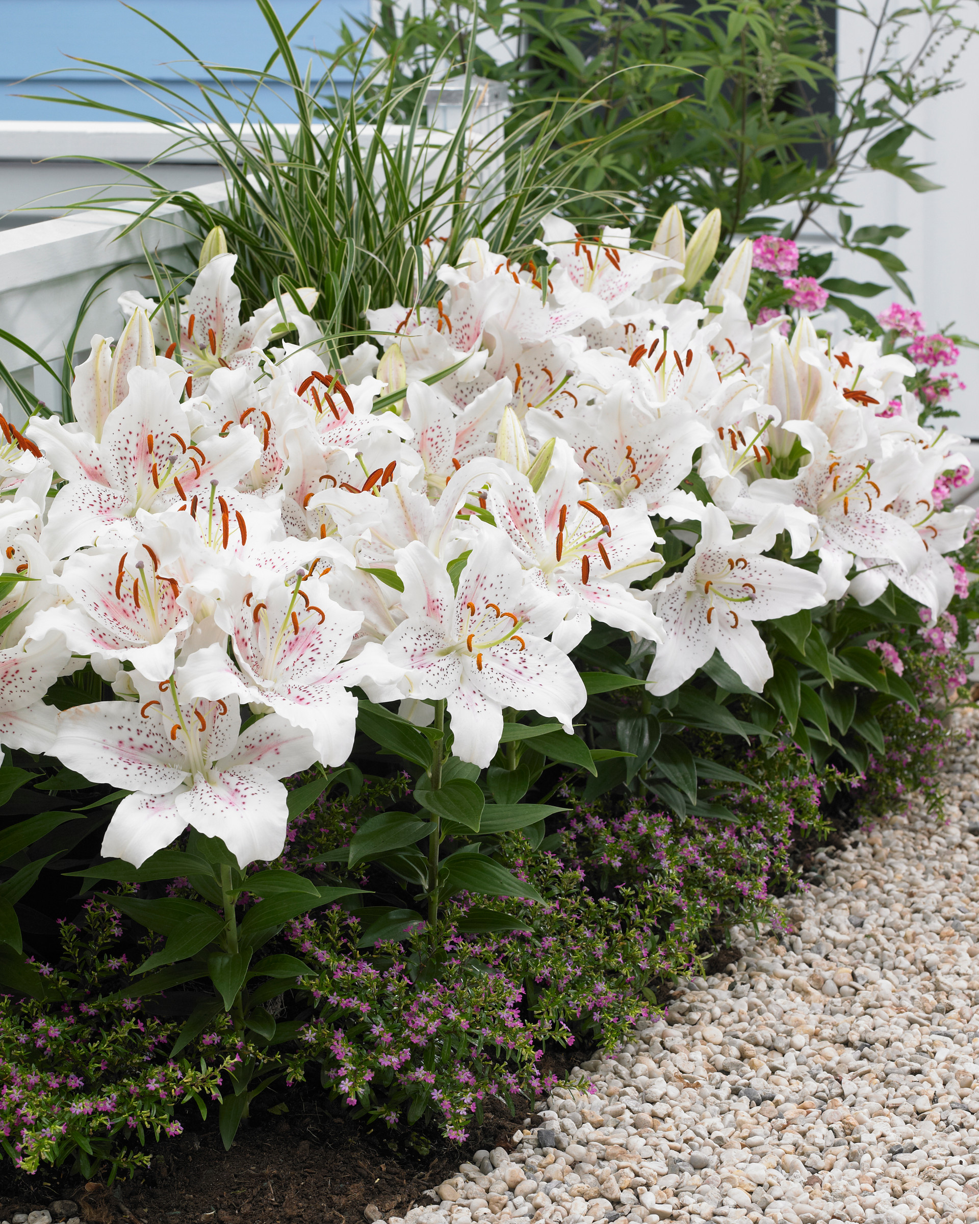 Buy Lily Muscadet J Parker Dutch Bulbs