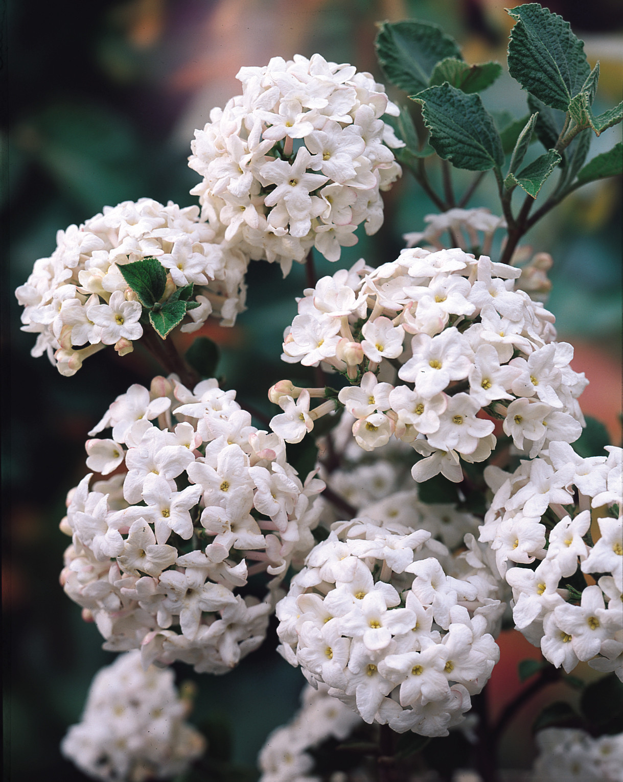viburnum-carlesii-parkers-wholesale