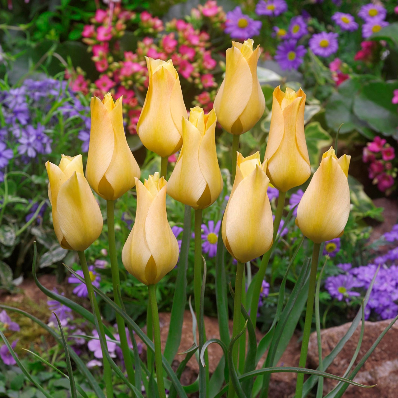 Buy premium quality Tulip Batalinii Bronze Charm 10/12cm from Dutch Bulbs