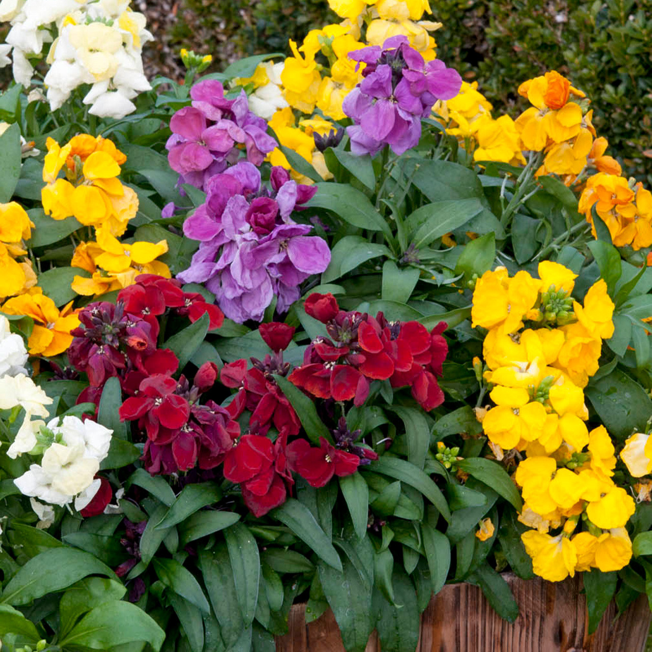 Wallflower Sugar Rush (Garden Ready) Parkers Wholesale