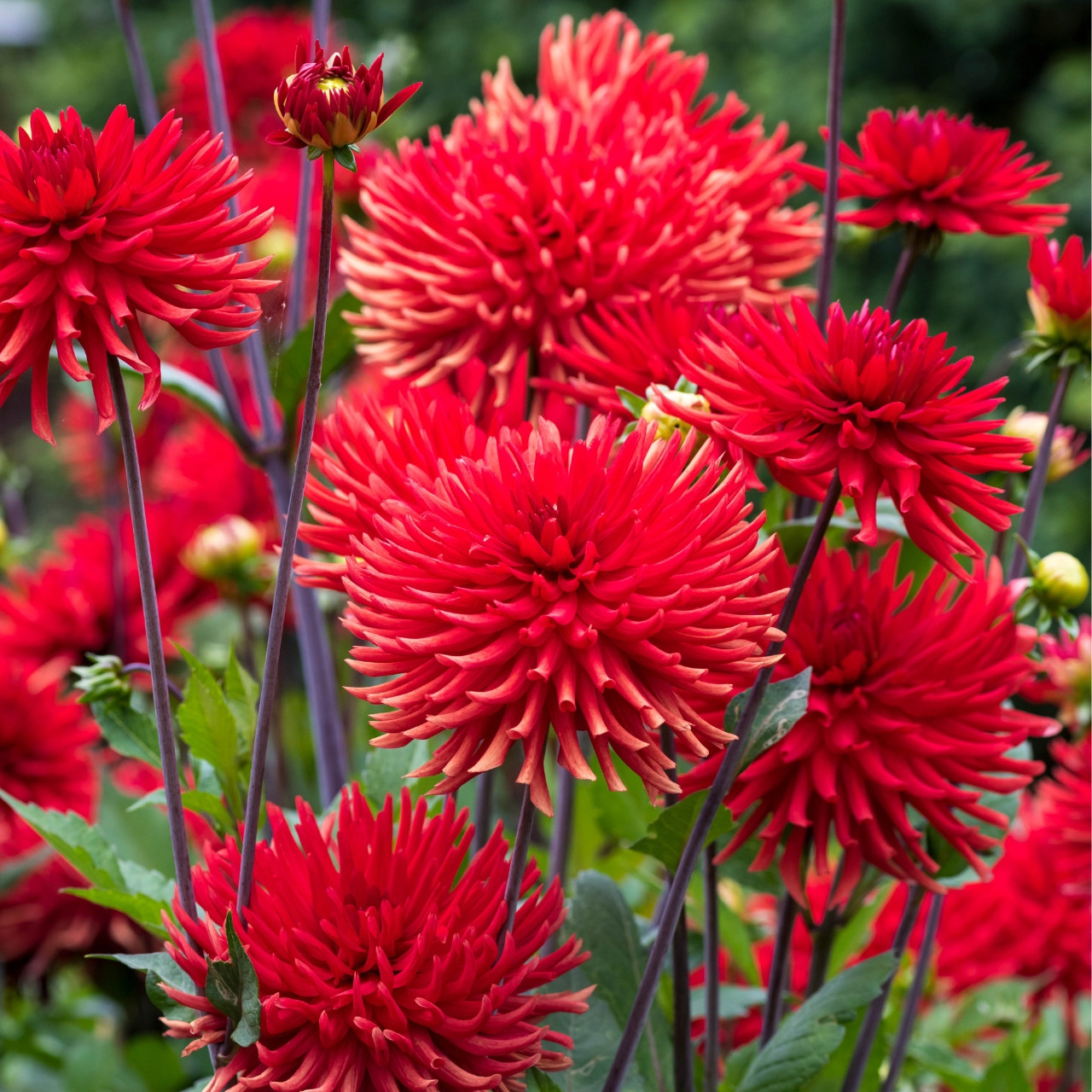 Dahlia Bergers Record J Parker Dutch Bulbs (Wholesale) Ltd. (B2B)