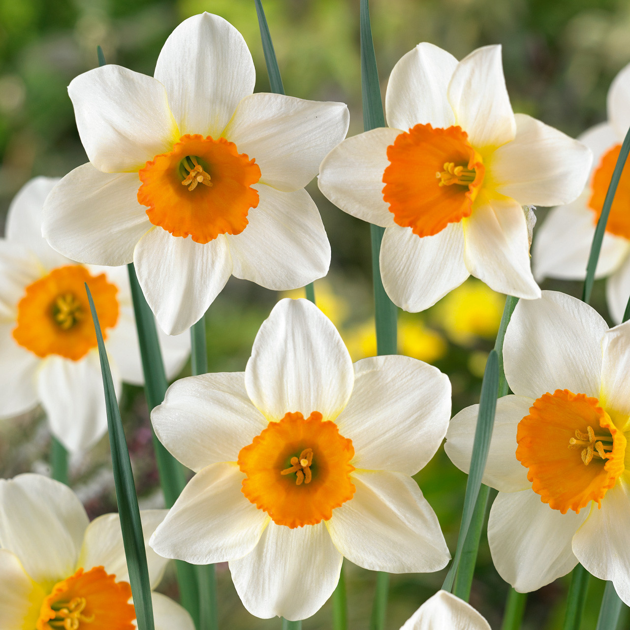 Narcissus Sempre Avanti 25kg - J Parker Dutch Bulbs (Wholesale) Ltd. (B2B)