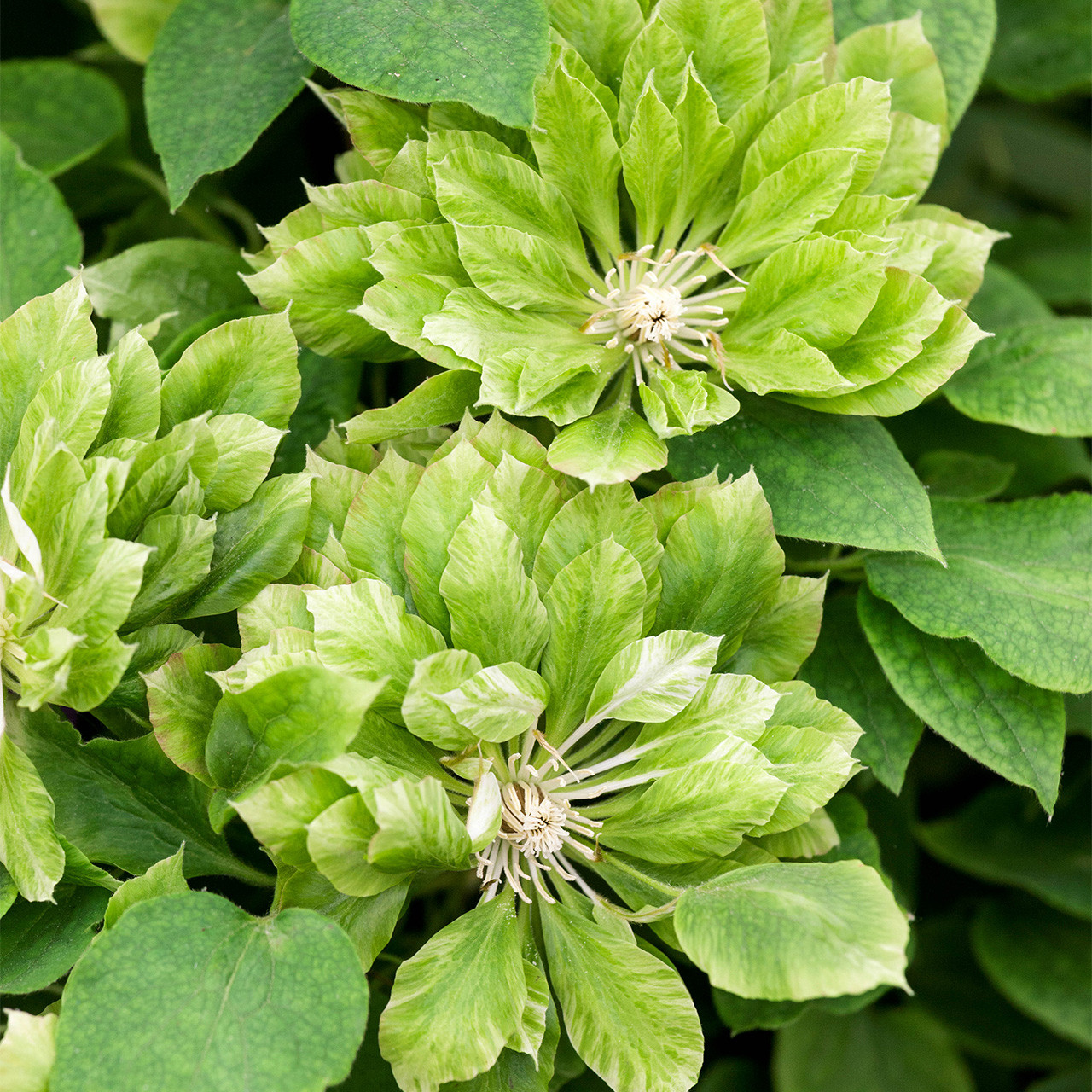 Shop Clematis Green Passion Dutch Bulbs