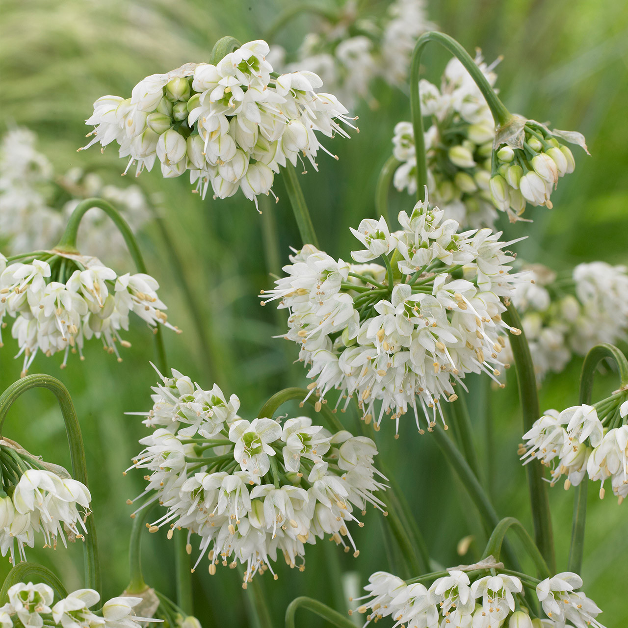 Buy premiumquality Allium Cernuum 'White Dwarf'' from Dutch Bulbs