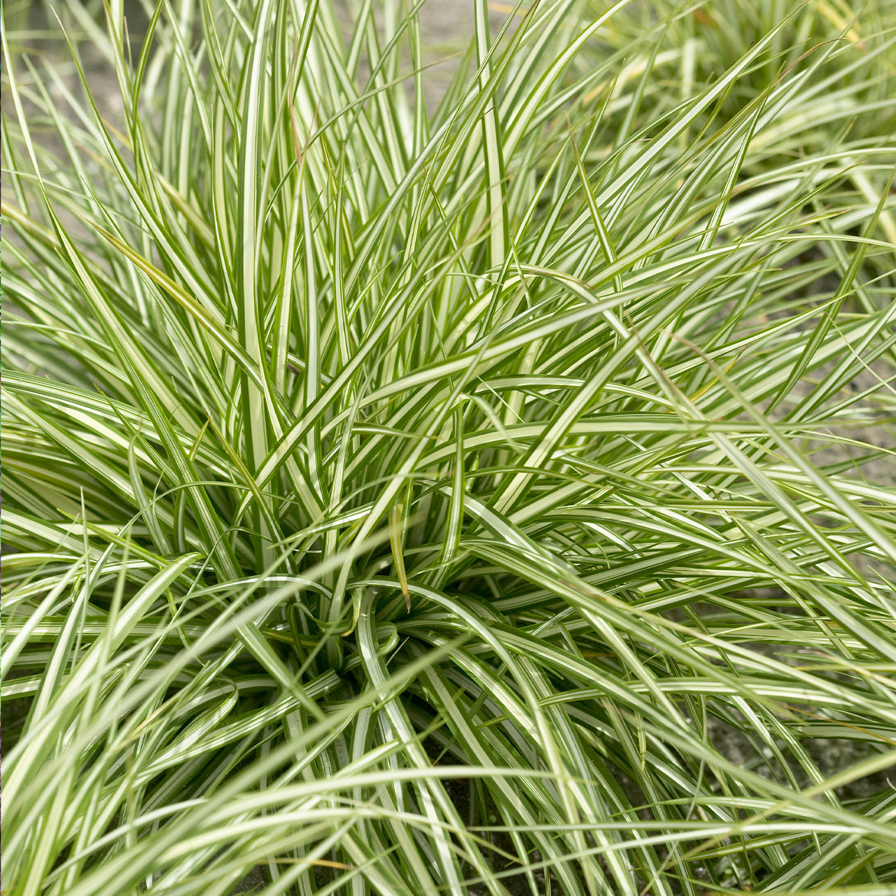 Carex morrowii 'Ice Dance' – immergrünes Ziergras – 24 Pflanzen – Bodendecker – Ø9cm – ↕10–25cm – pflegeleicht – winterhart – schnelles Wachstum main image 0