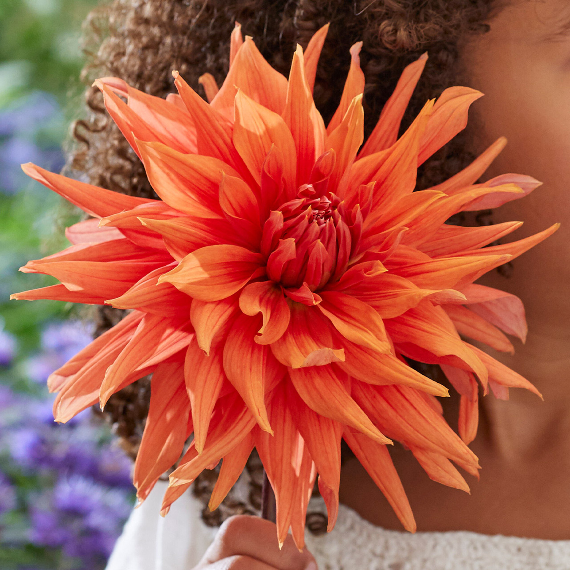 Buy Premium Quality Dahlia Color Spectacle From Dutch Bulbs Buy Premium Quality Dahlia Color Spectacle From Dutch Bulbs