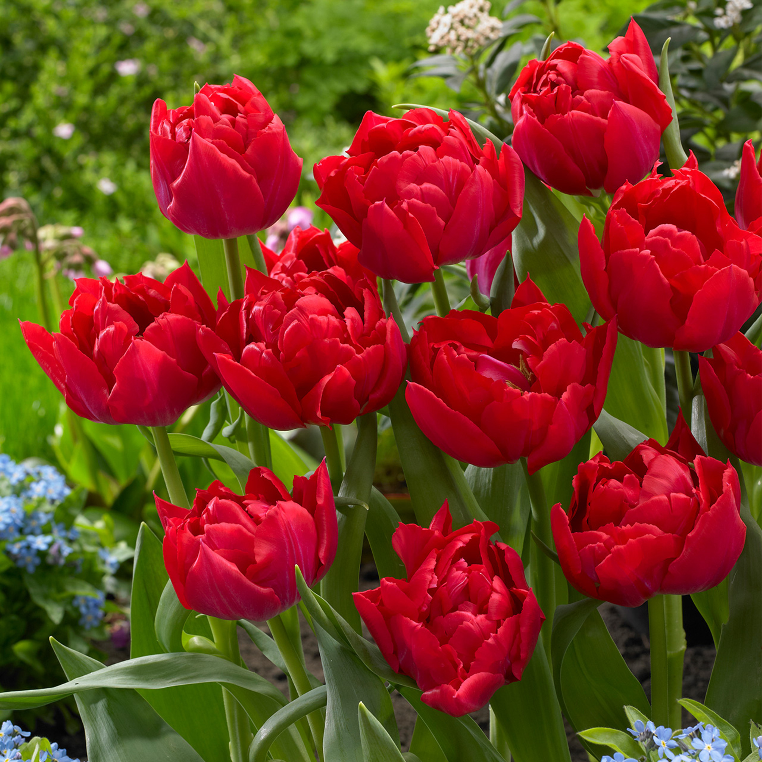 Buy premium quality Tulip First Price 10/12cm from Dutch Bulbs