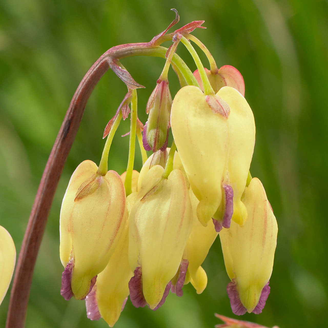 Dicentra Sulphur Hearts Parkers Wholesale