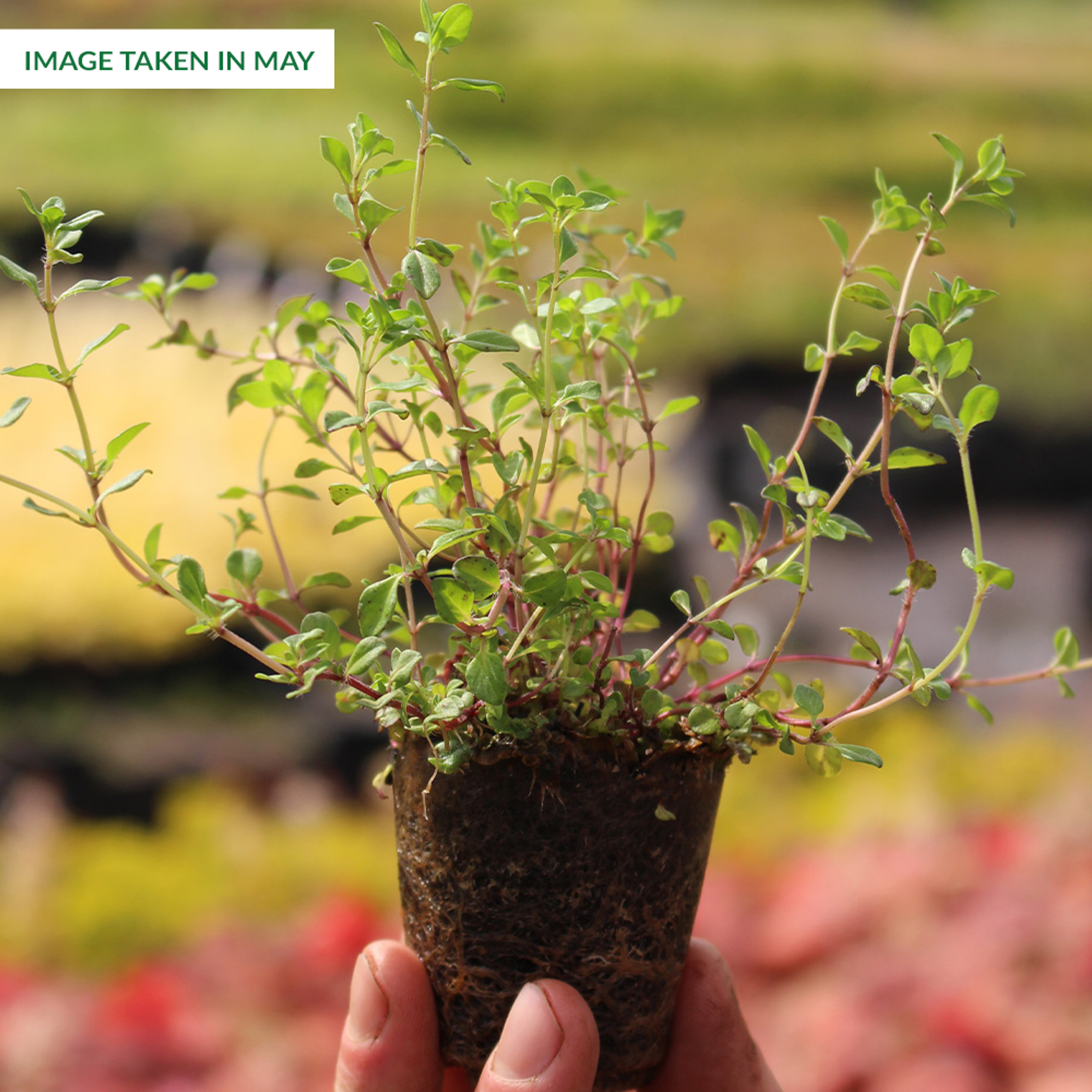 Thymus serpyllum Parkers Wholesale