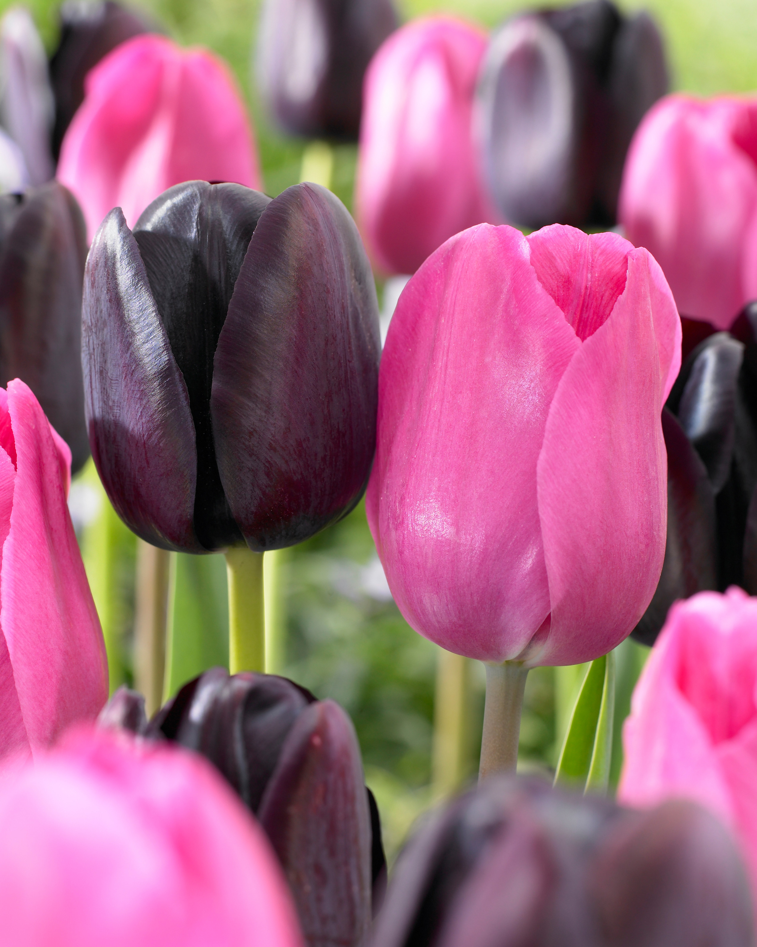 Buy premium quality Tulip Queen Of Night 10/12cm from Dutch Bulbs