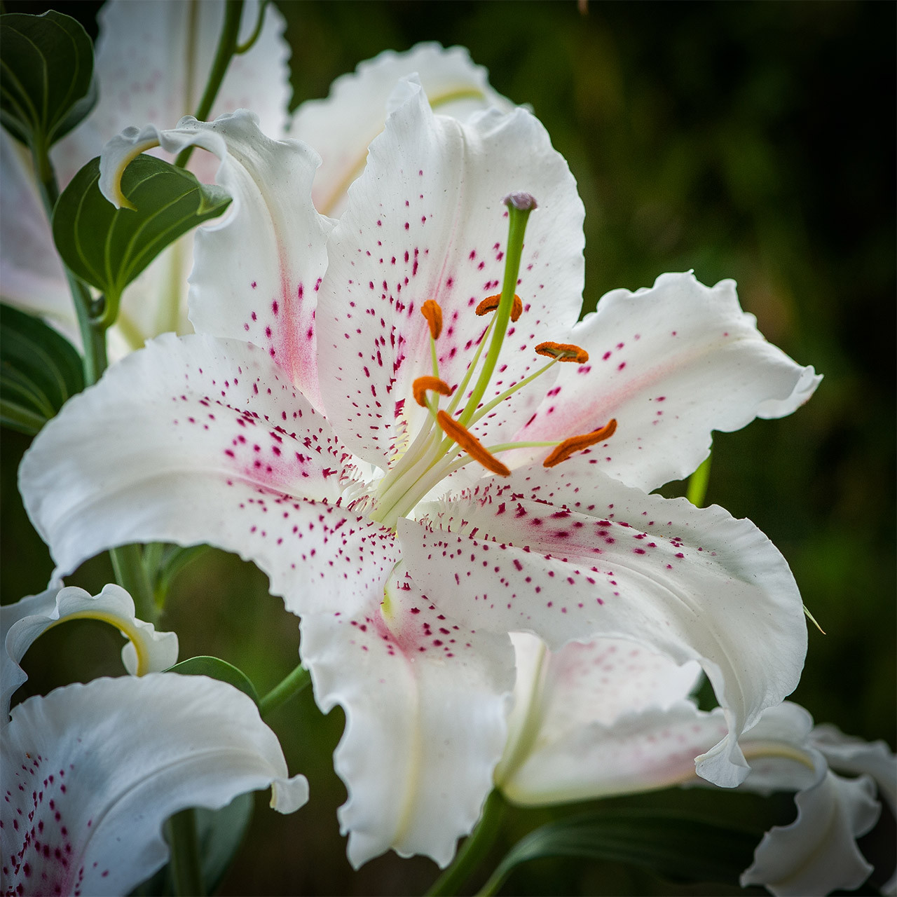 Buy Lily Muscadet J Parker Dutch Bulbs