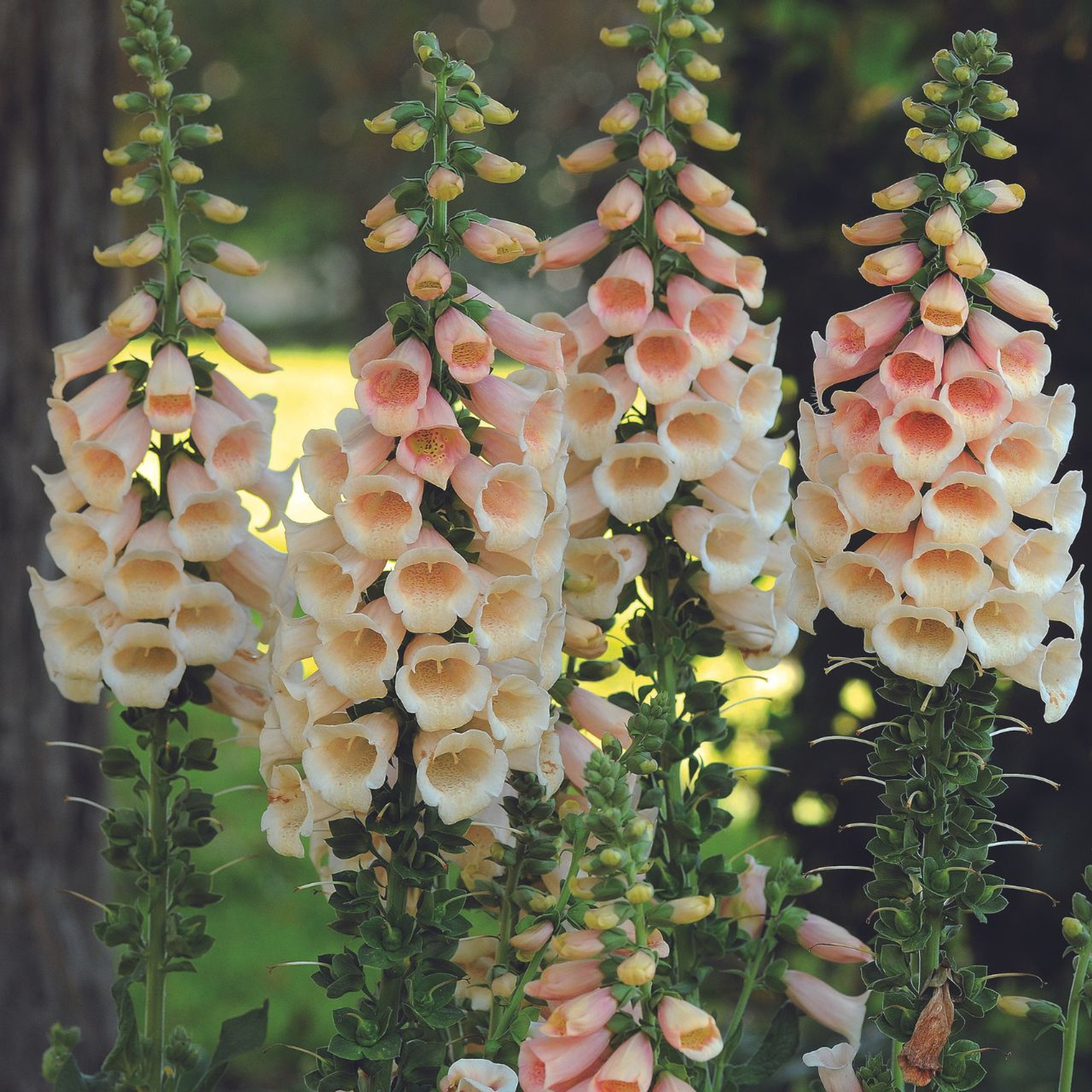 Digitalis Hardy Apricot Beauty J Parker Dutch Bulbs