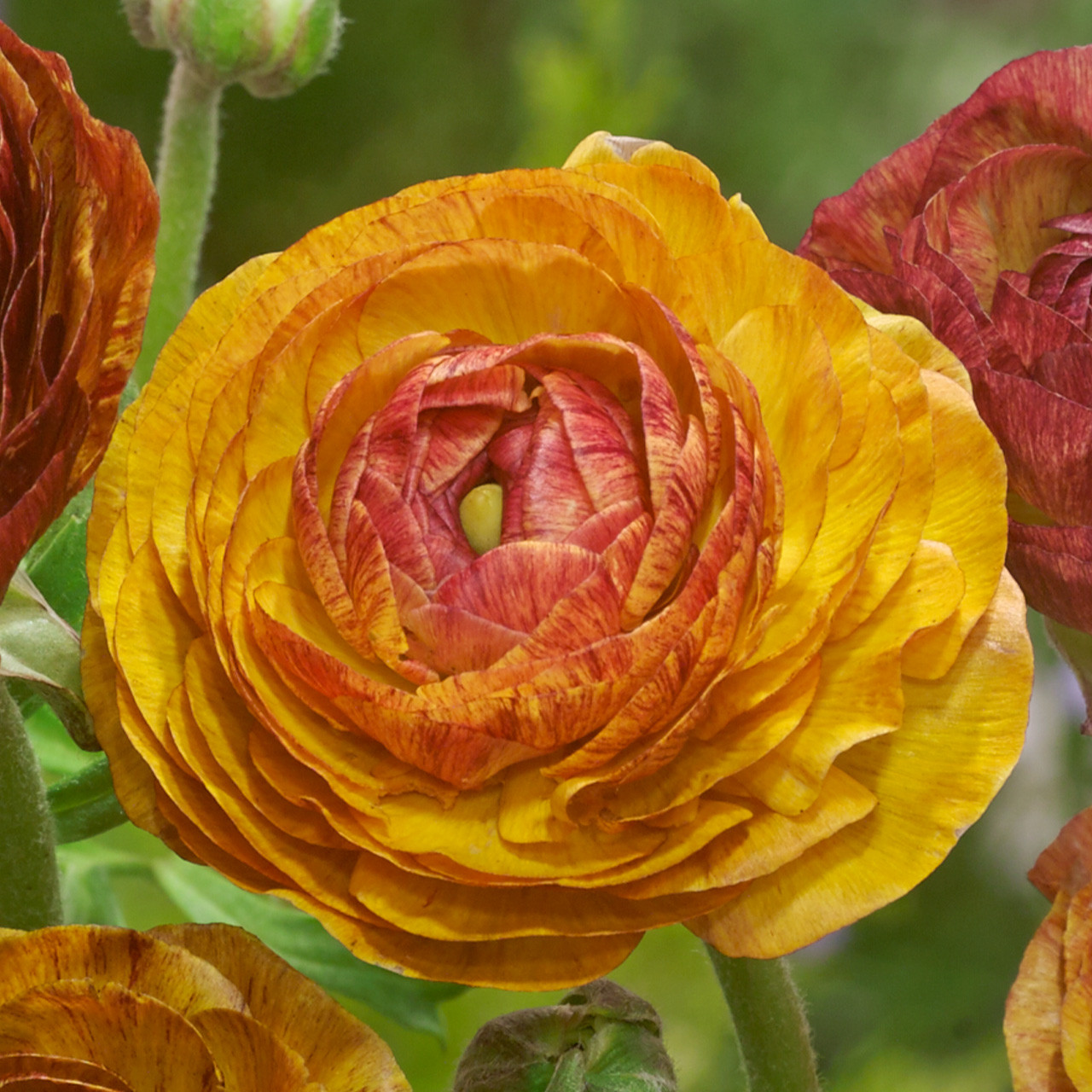 Ranunculus Picotee Cafe au Lait | Parkers Wholesale