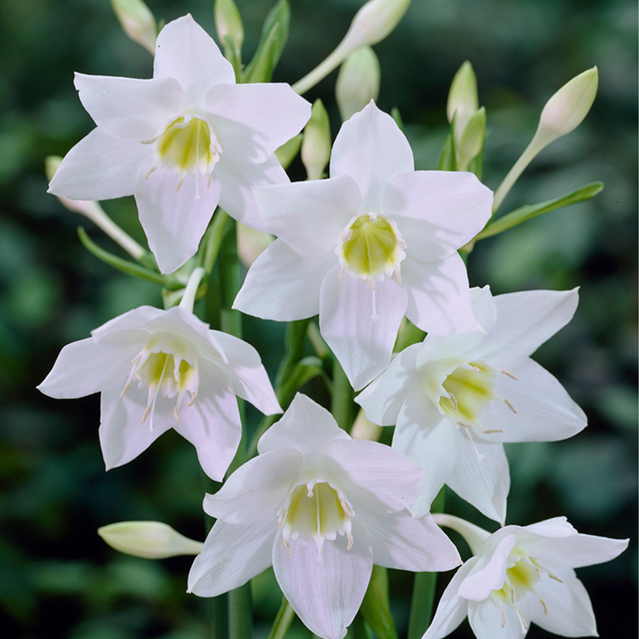 Eucharis (Amazon Lily) J Parker Dutch Bulbs (Wholesale) Ltd. (B2B)