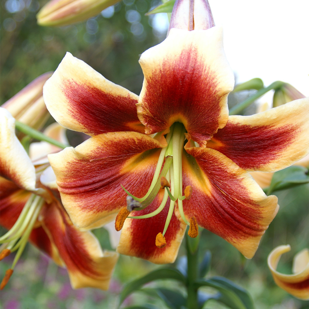Lilium Robert Swanson 16/18cm - J Parker Dutch Bulbs (Wholesale) Ltd. (B2B)