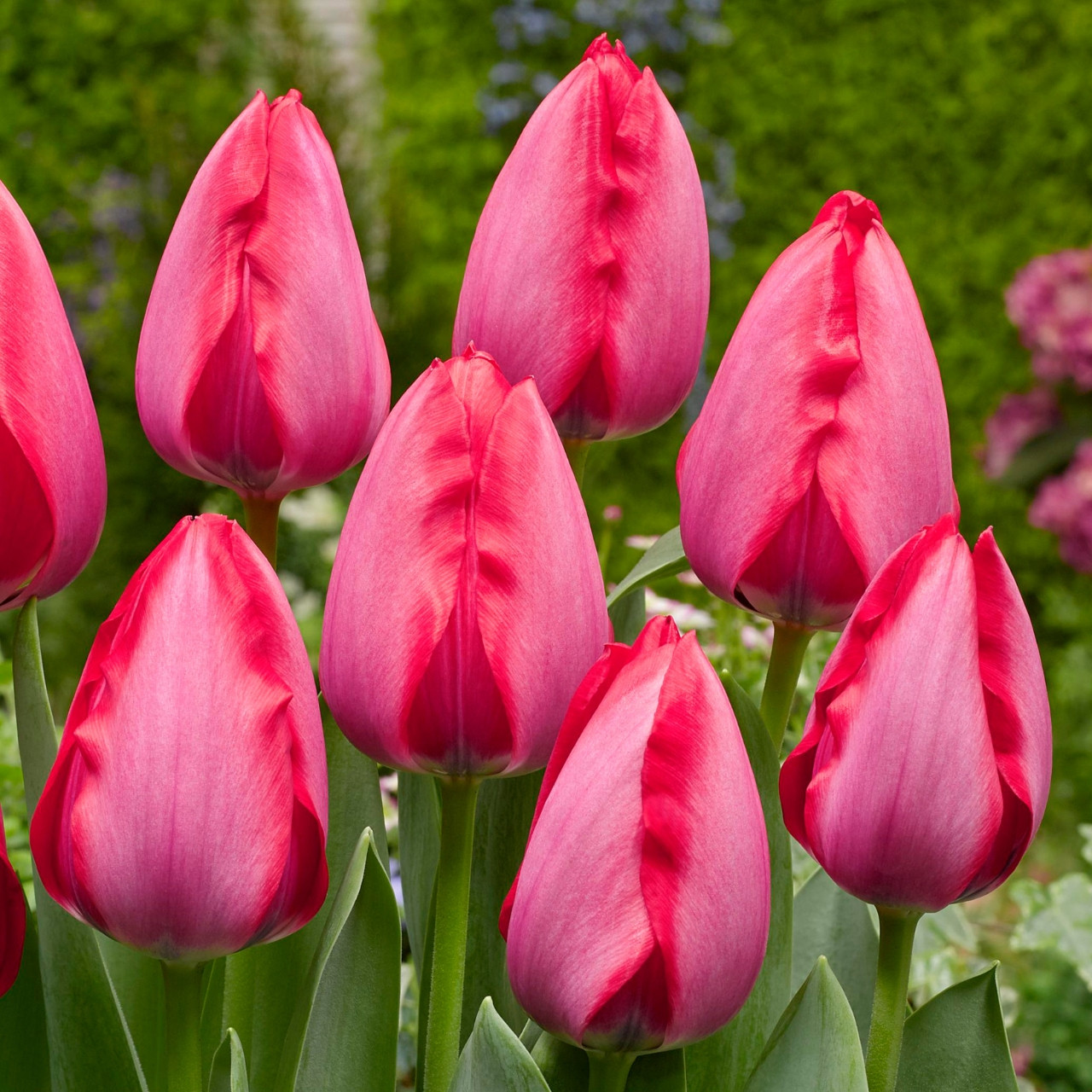 Buy premium quality Tulip Trick 10/12cm from Dutch Bulbs
