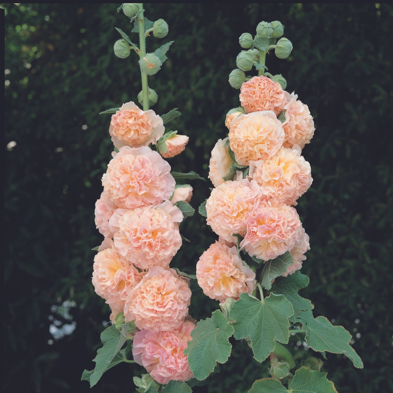 Alcea Chaters Double Salmon | Parkers Wholesale