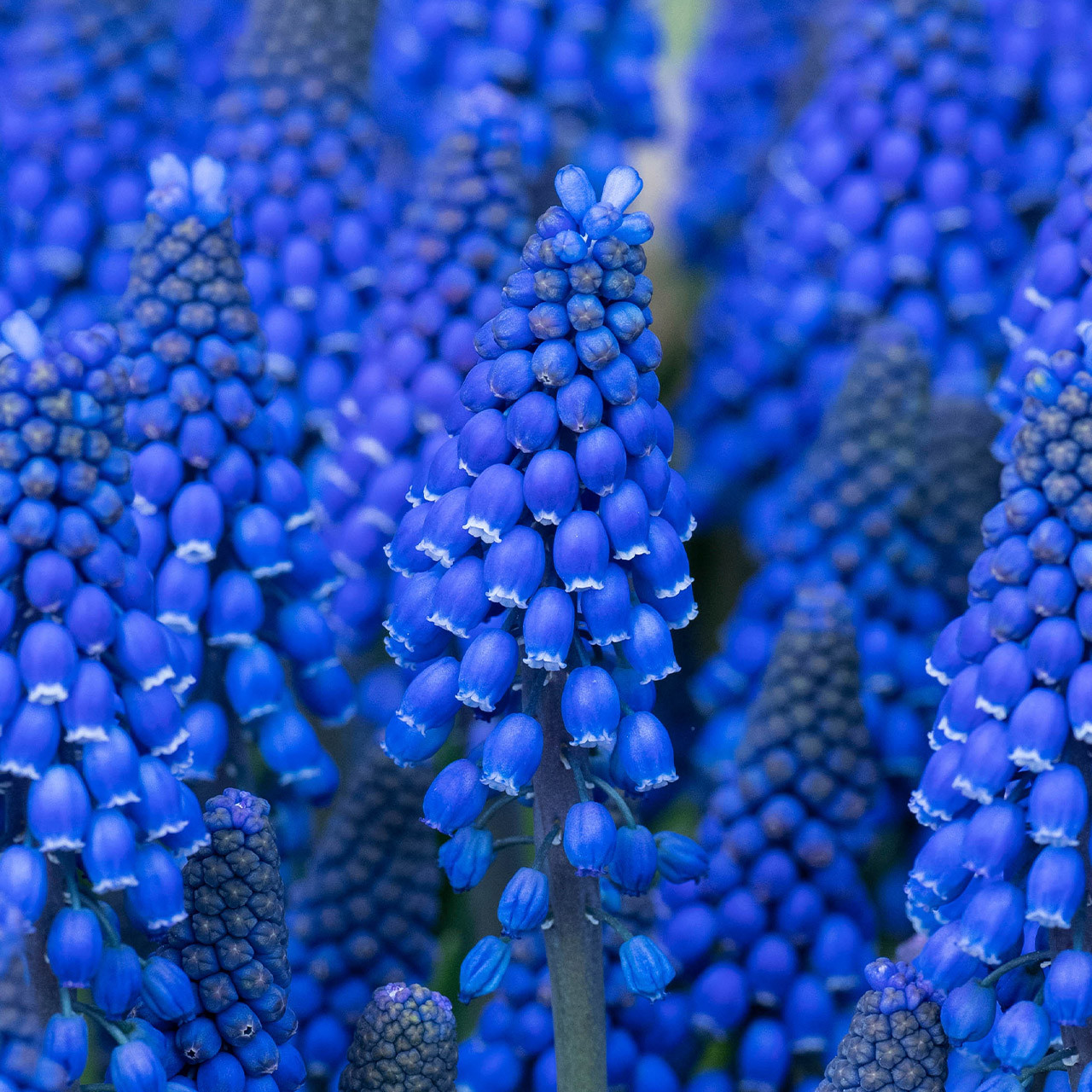 Muscari Lindsay J Parker Dutch Bulbs (Wholesale) Ltd. (B2B)